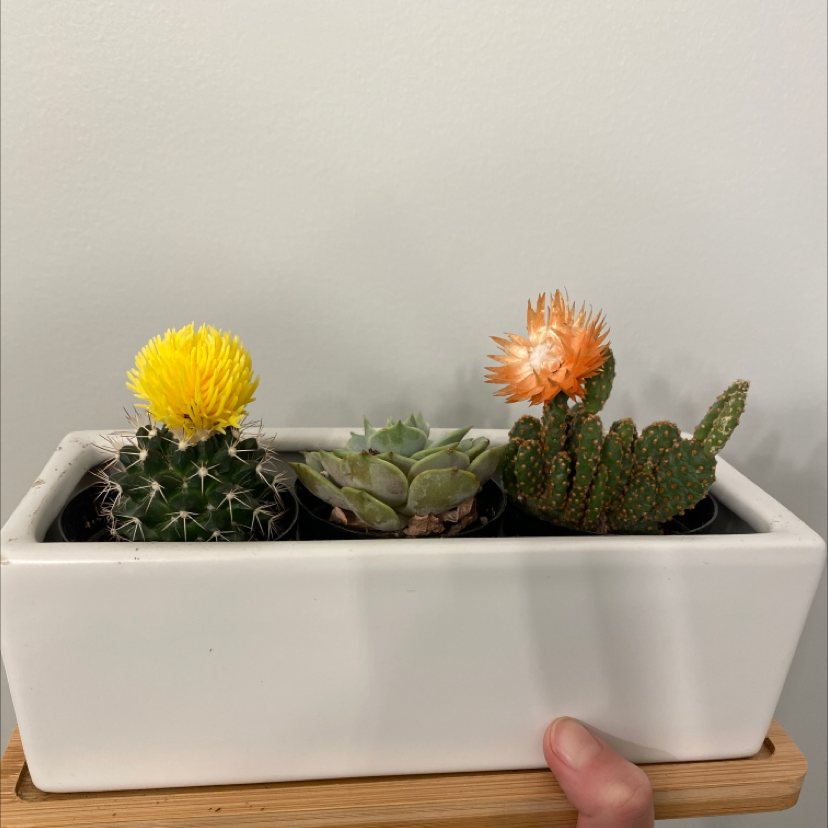 Blue Echeveria plant photo by Eden named Succulent on Greg, the plant care app.