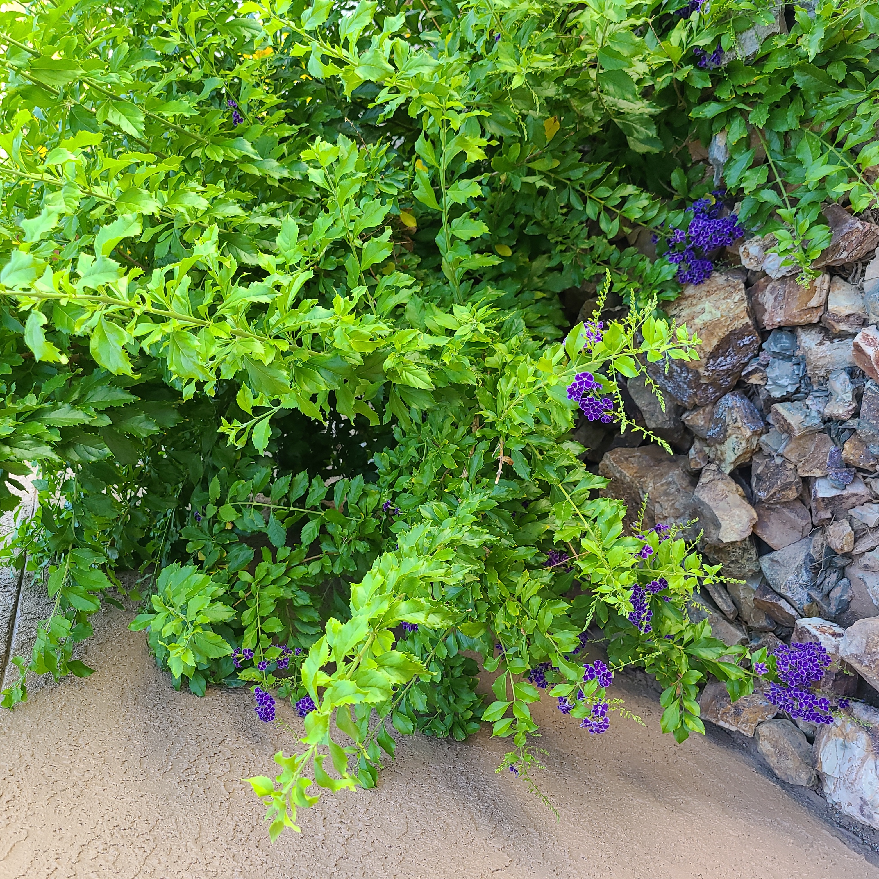 Golden Dewdrop plant with green leaves and purple flowers against a rocky background.