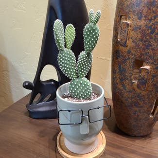 Bunny Ears Cactus plant in Tucson, Arizona
