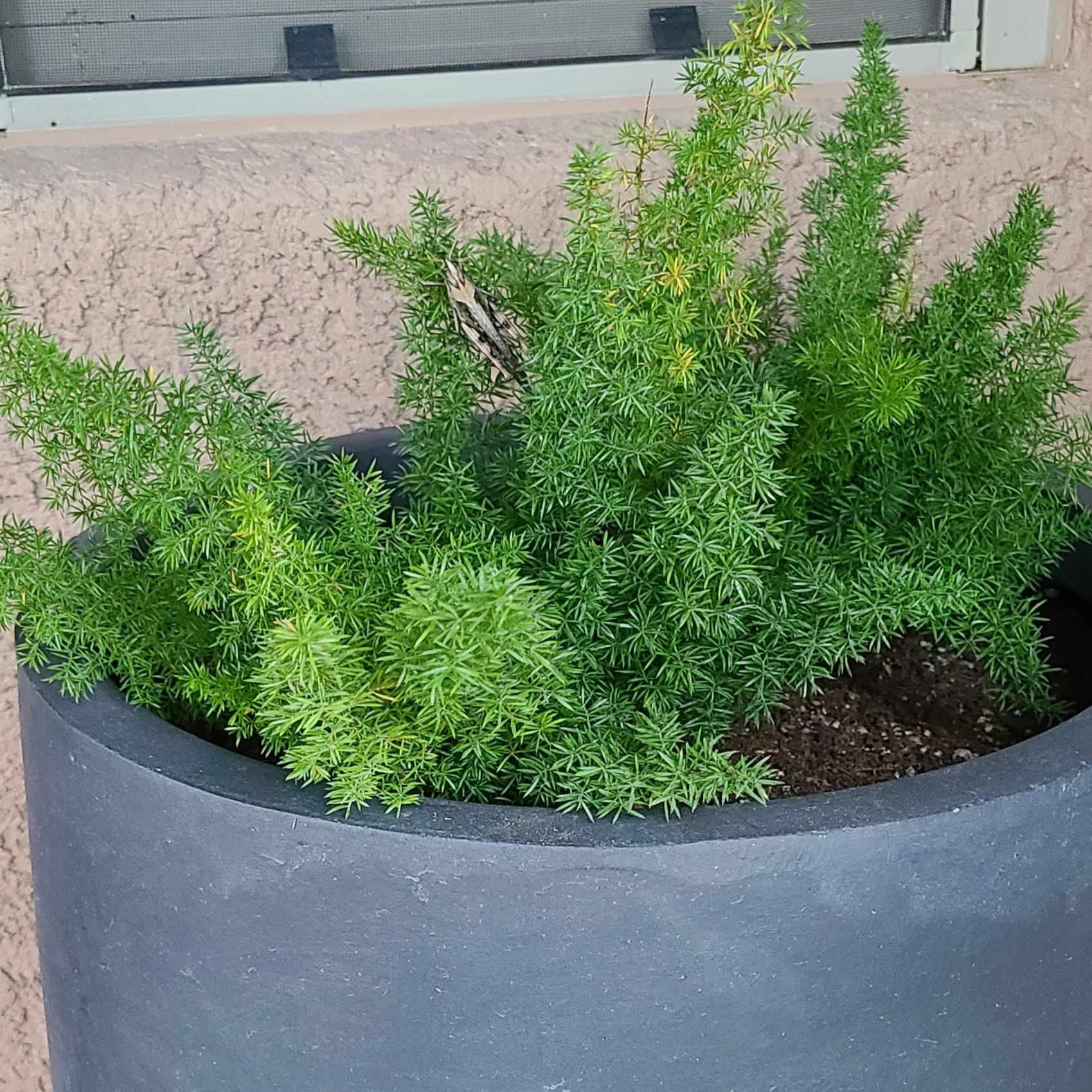 Photo of the plant species Plume Asparagus by @Paradox named Cricket on Greg, the plant care app