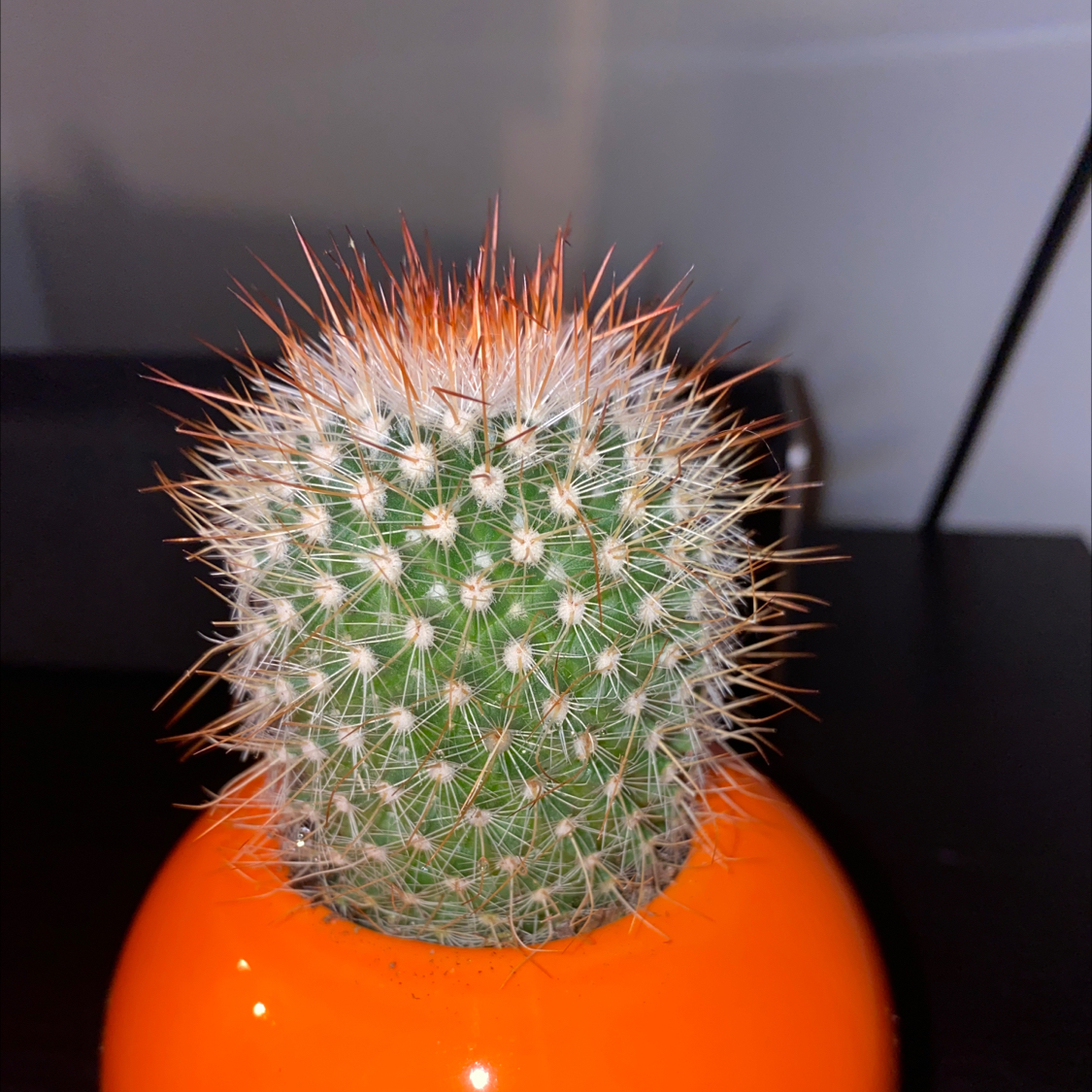 Spiny Pincushion Cactus in an orange pot, healthy with evenly distributed spines.