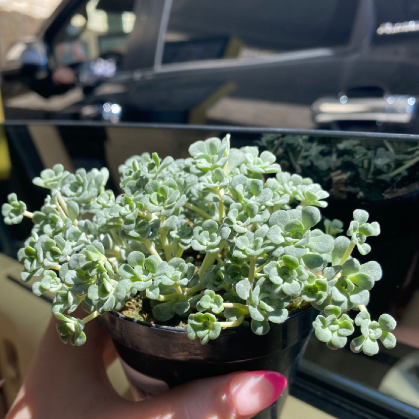 A healthy Purdy's Stonecrop succulent in a black pot, held by a hand, with a car in the background.
