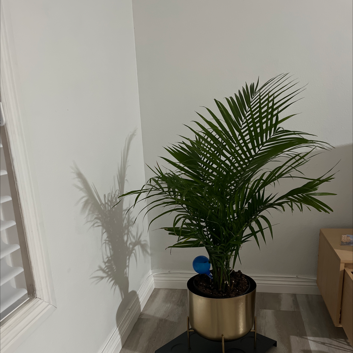 Potted Canary Island Date Palm indoors with vibrant green leaves.