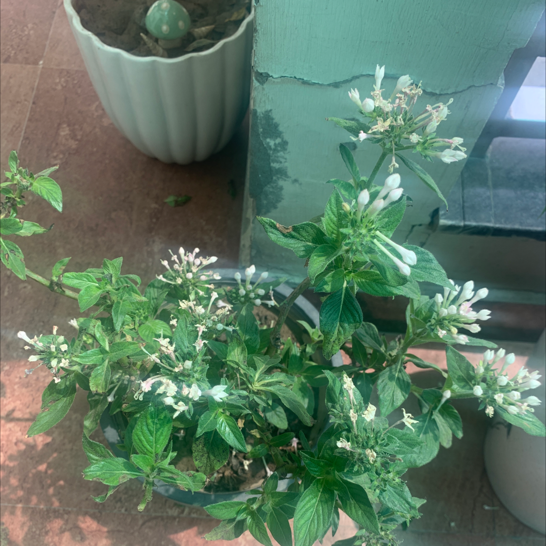 Egyptian Starcluster plant with clusters of small white flowers in a pot on a tiled surface.