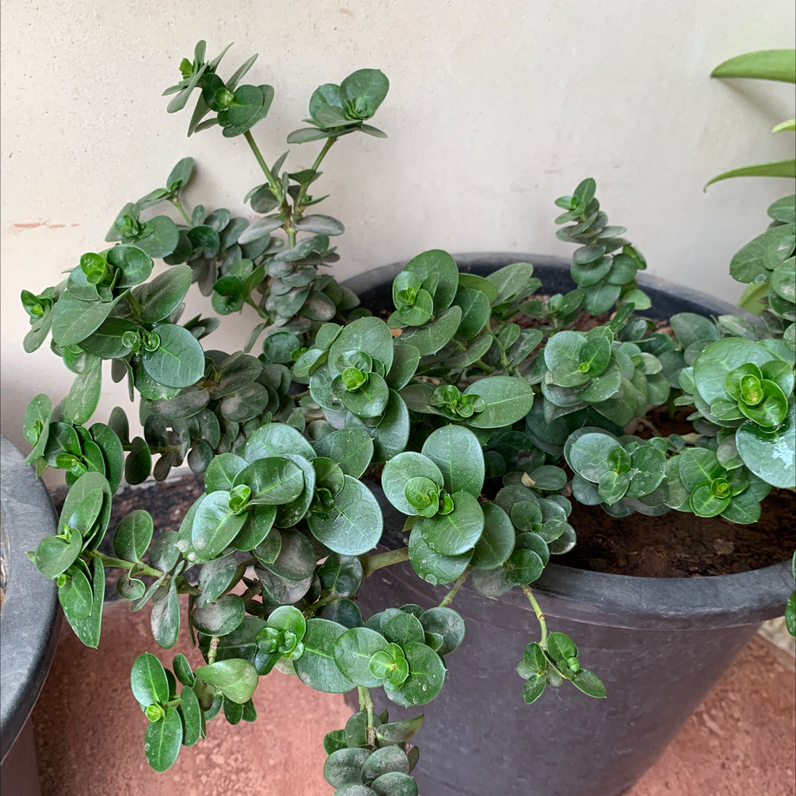 Potted Natal Plum plant with thick, glossy green leaves, visible soil.
