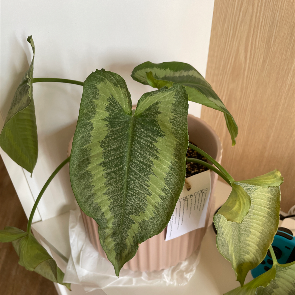 Schismatoglottis wallichii plant with variegated leaves, some yellowing edges, in a pink pot indoors.