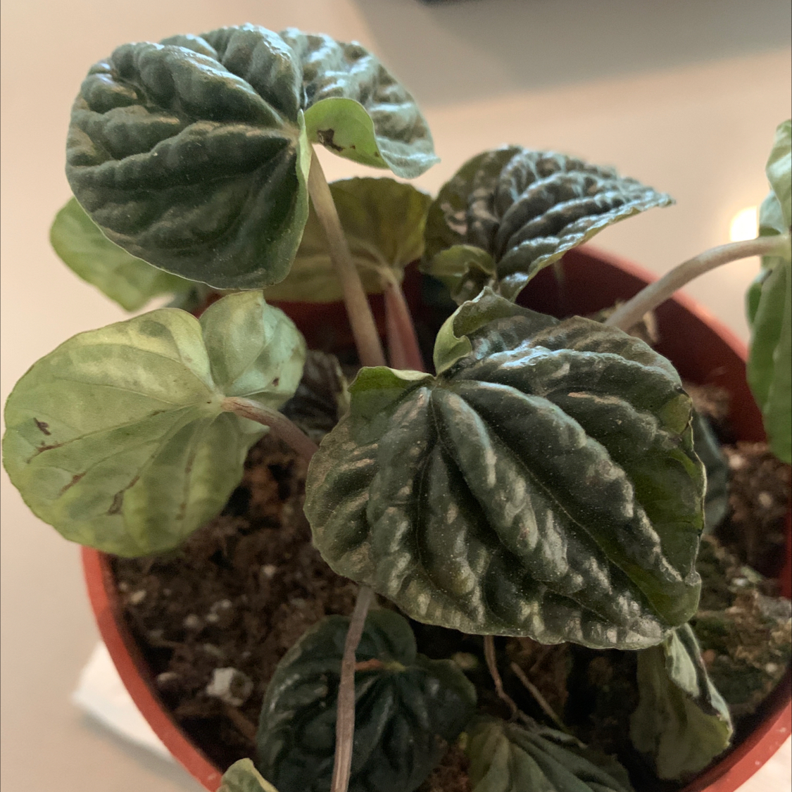 Photo of the plant species Variegated ripple peperomia by @Safeena named Ripple on Greg, the plant care app