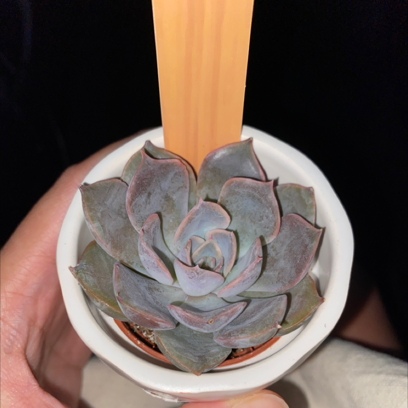 Echeveria 'Orion' succulent in a small pot, held by a hand.