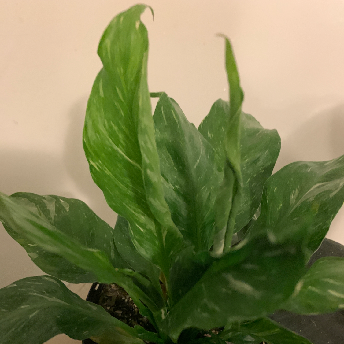 Domino Peace Lily with variegated green and white leaves, partially visible soil.