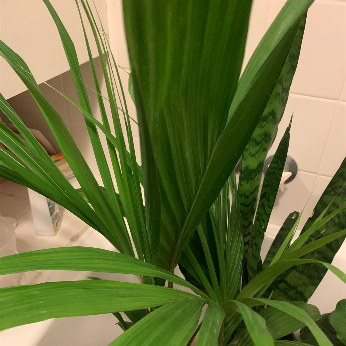 Plant care for Houailou Palm on Greg, the plant care app