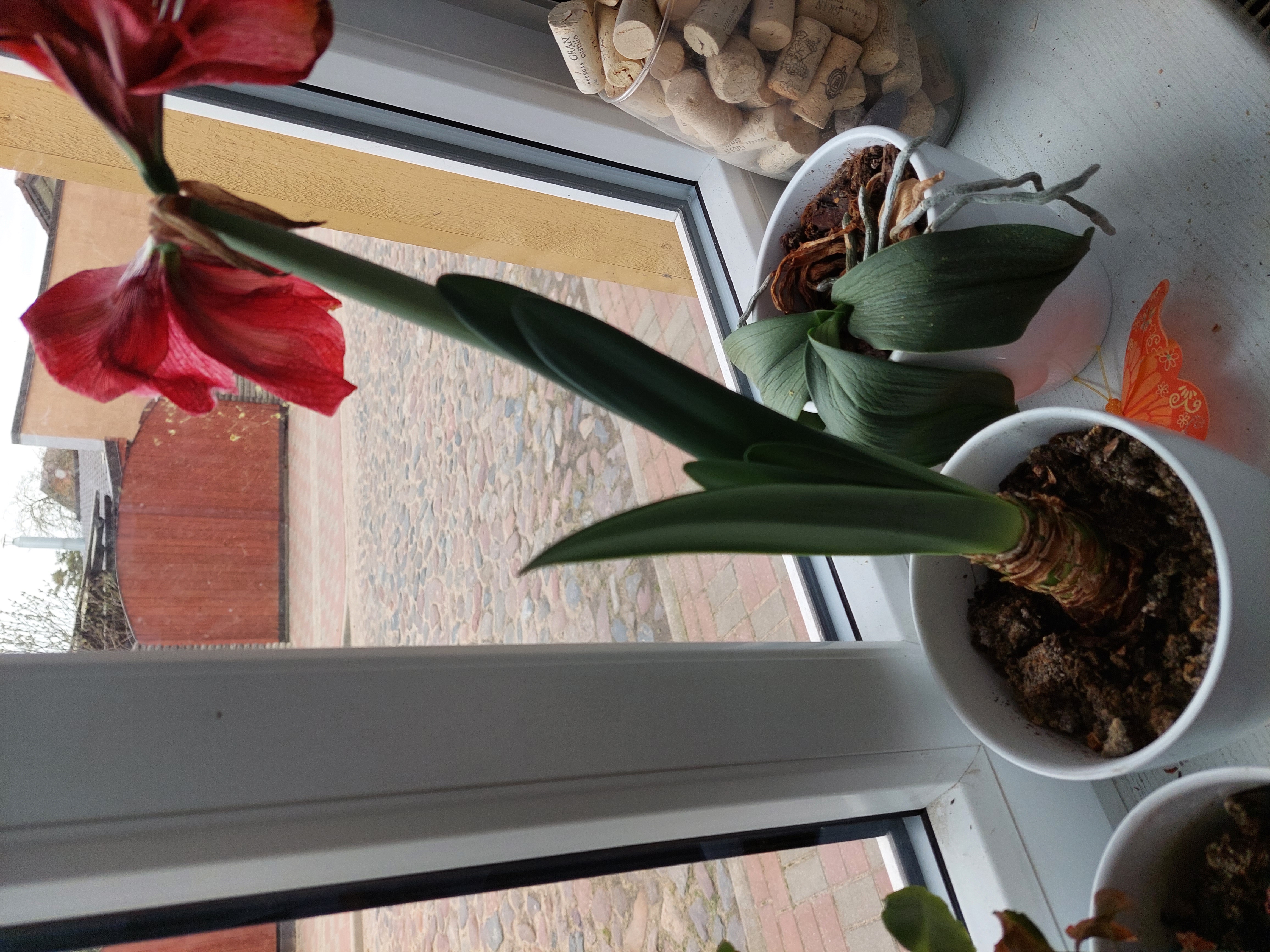 Hippeastrum 'Red Lion' plant with red flowers on a windowsill, soil visible.