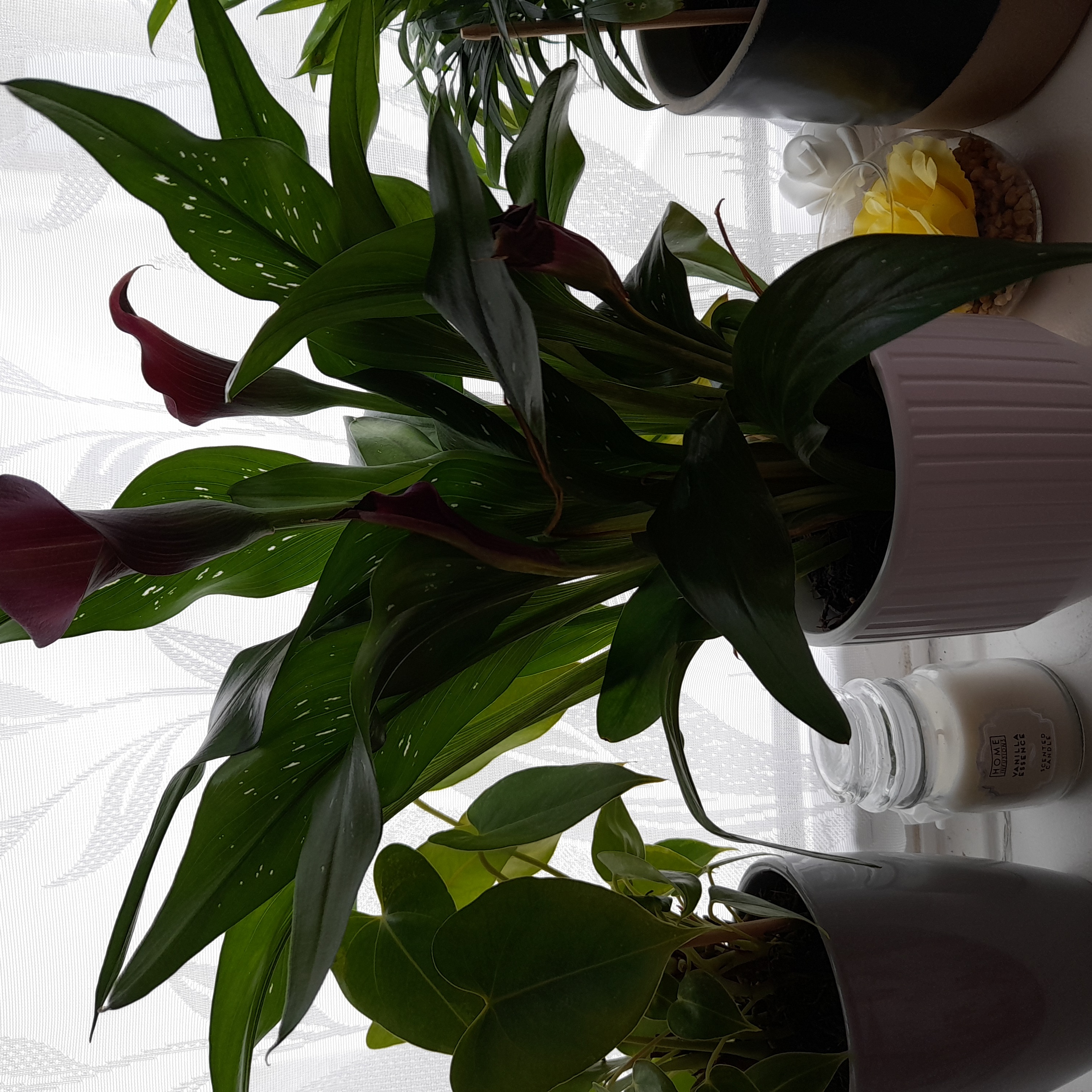Pink Calla Lily plant in a pot on a windowsill with other plants in the background.