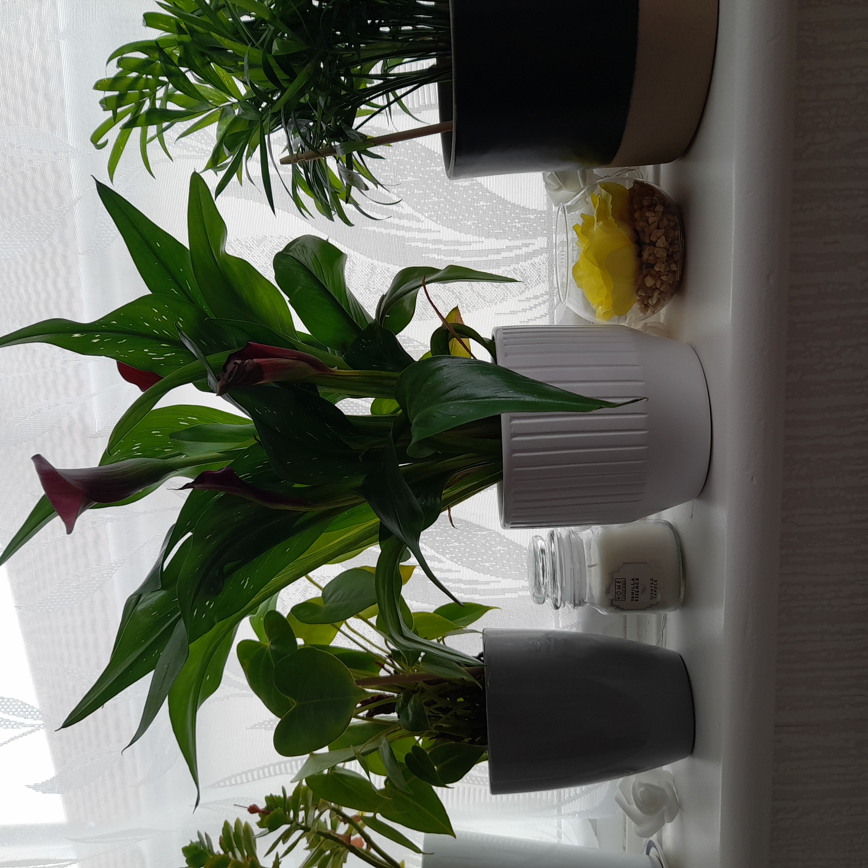 Multiple potted plants on a windowsill, with a Pink Calla Lily as the main subject.