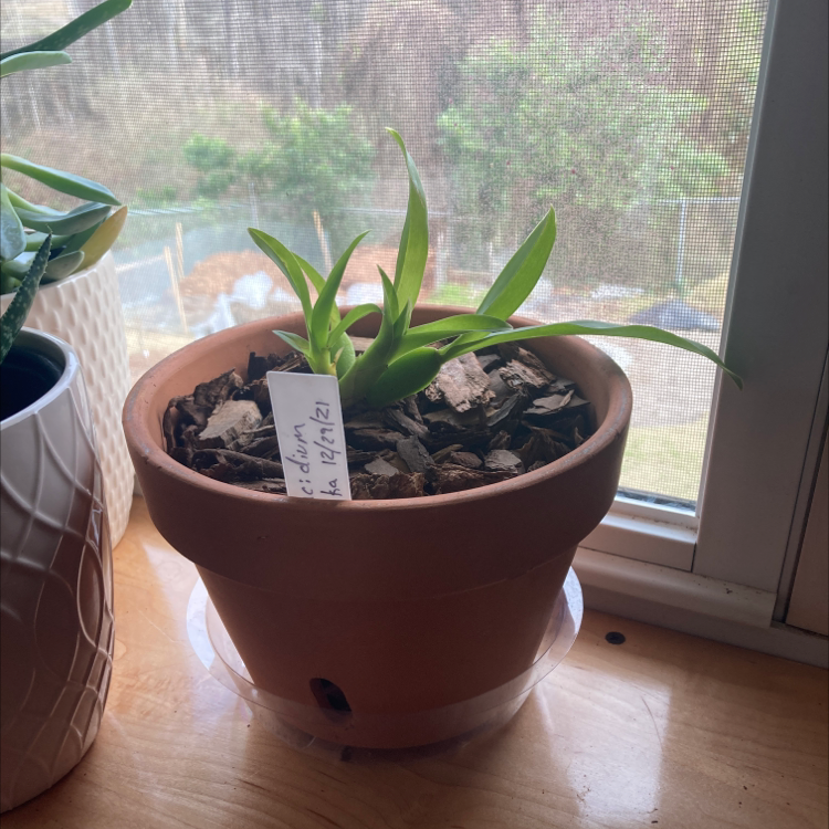 Oncidium sharry baby 'Sweet Fragrance' plant in a terracotta pot on a windowsill.