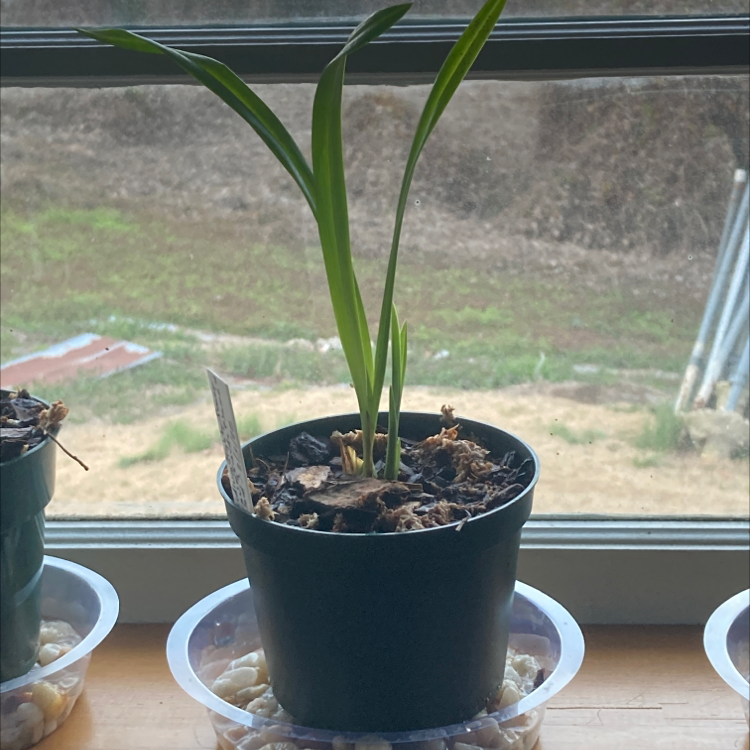 Photo of the plant species Doo Wop 'Dark Cherry' by Andrew named Tracy Cloud on Greg, the plant care app