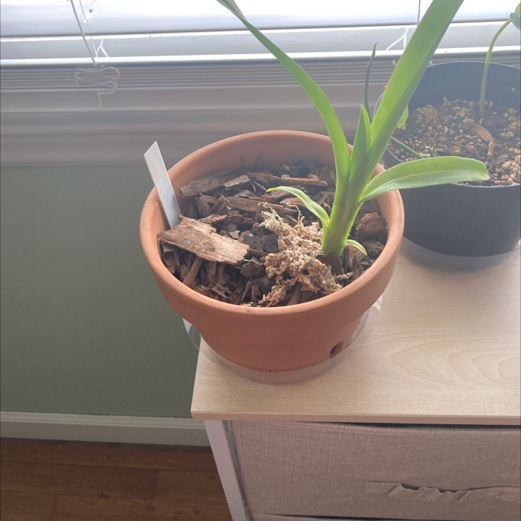 Photo of the plant species Turtle Shell Orchid by Andrew named Oh Canada on Greg, the plant care app