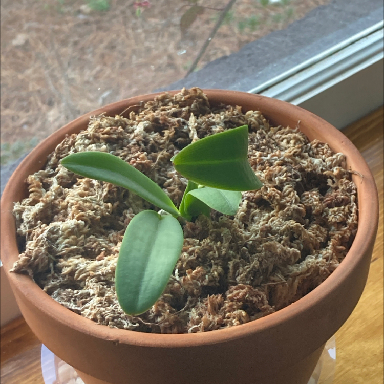 Photo of the plant species Cattleya leopoldii by Andrew named Cat Eyes on Greg, the plant care app