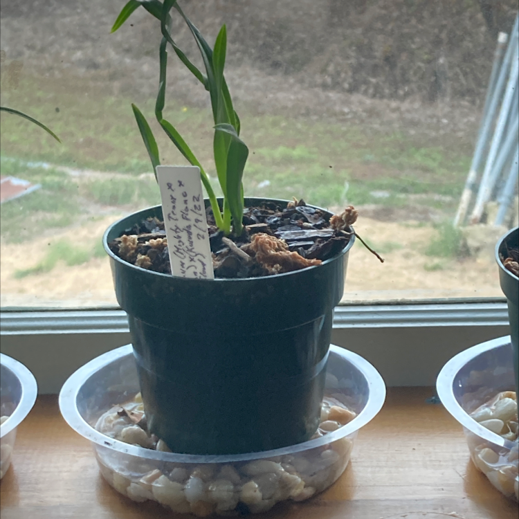 Photo of the plant species Doo Wop 'Dark Cherry' by Andrew named Mighty Flame on Greg, the plant care app