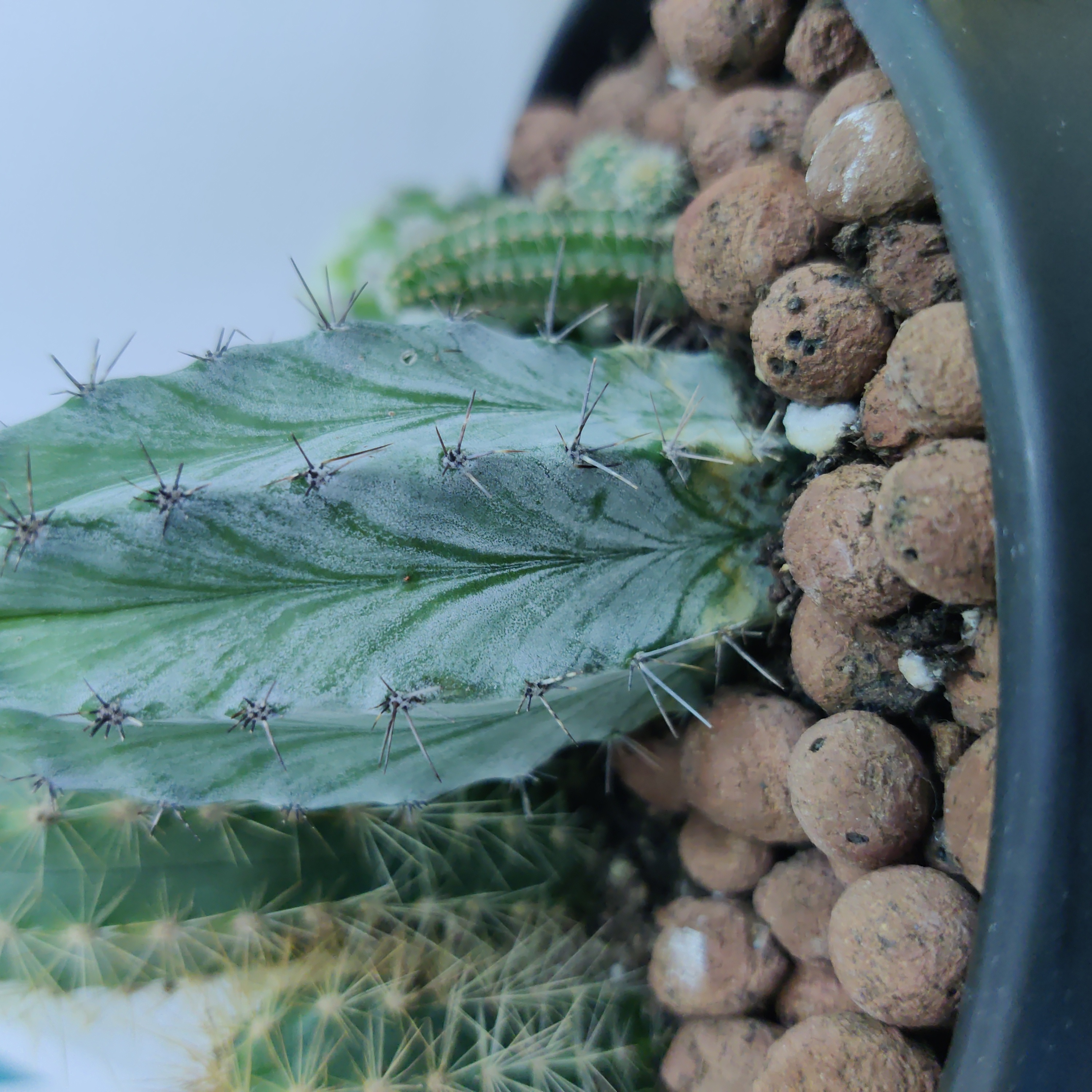 Polaskia chichipe cactus in a pot with visible soil and clay pebbles.