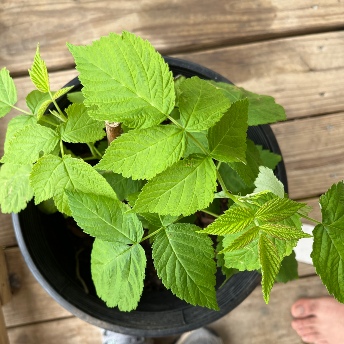 Healthy European Red Raspberry plant in a black pot with vibrant green leaves.