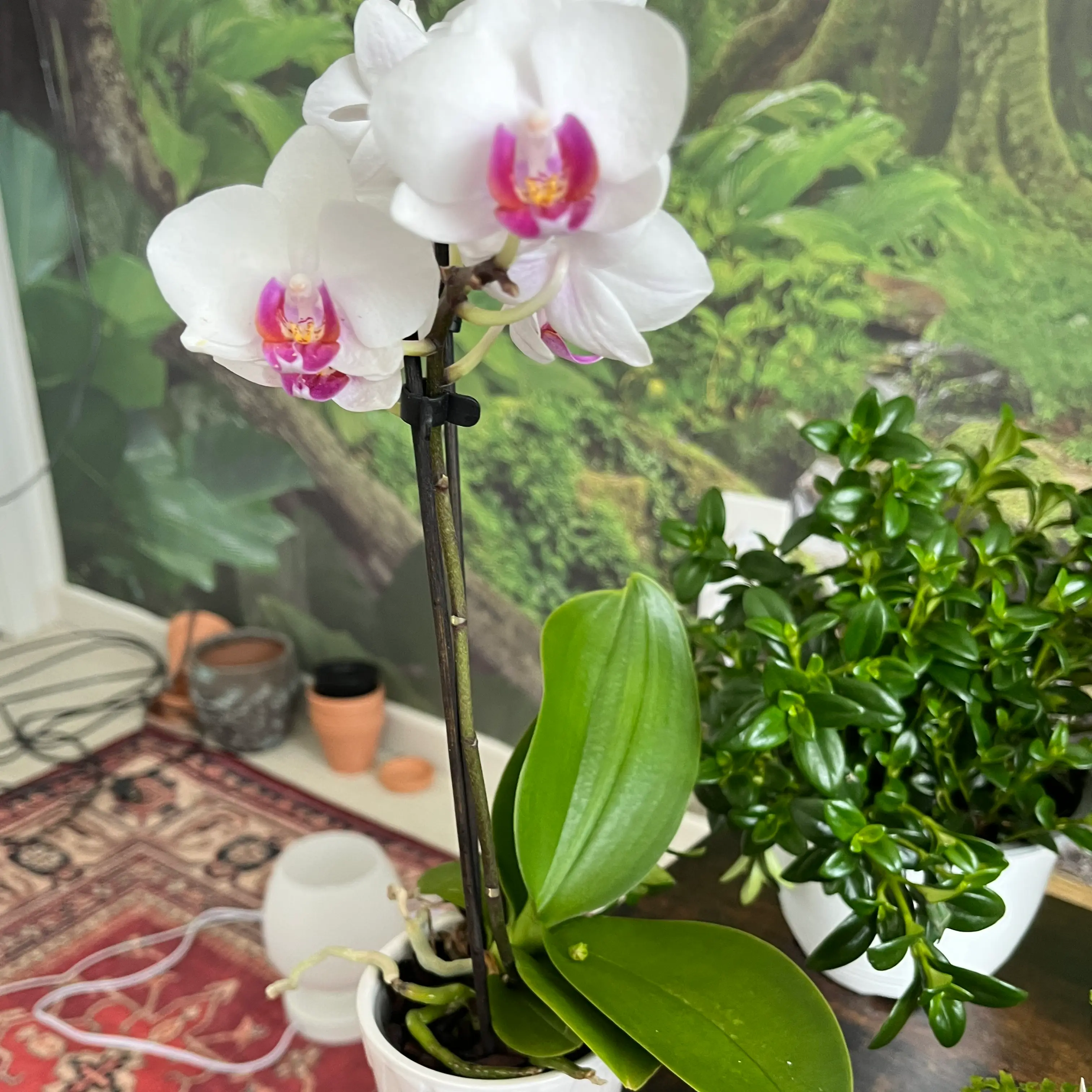 Aphrodite's Phalaenopsis with white and pink flowers, healthy green leaves, and visible soil.