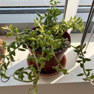 String of Dolphins plant in Cambridge, Massachusetts