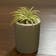 Calculate water needs of Air plant