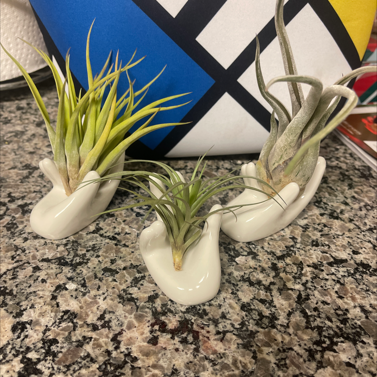 Spreading Airplant plant photo by @Kfey named Sally and Raphael on Greg, the plant care app.