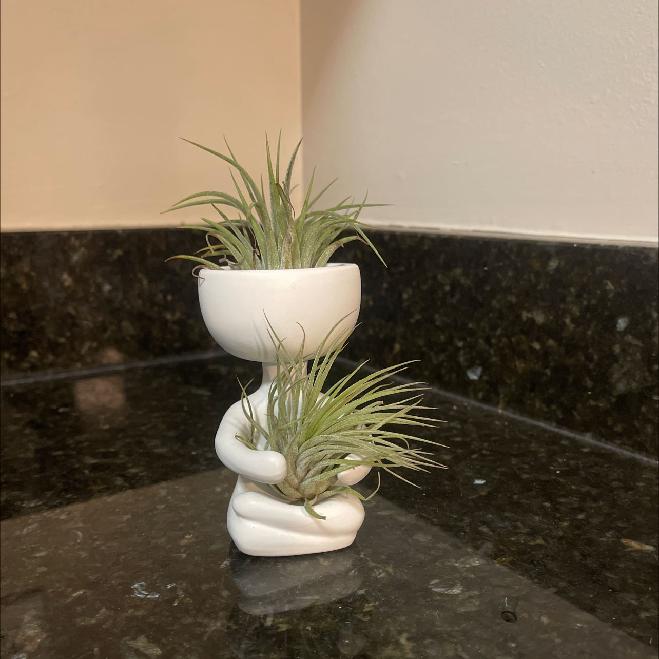 A healthy Blushing Bride Air Plant in a white ceramic planter, with long slender leaves and a slight pink hue.