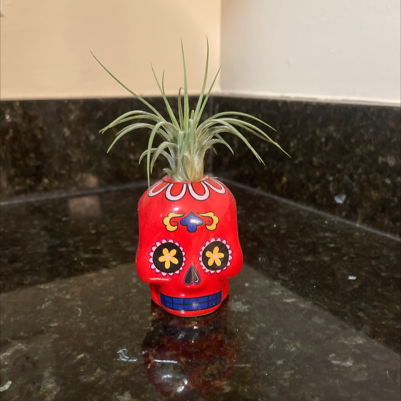 Healthy Blushing Bride air plant in a red skull pot, with long green leaves blushing pink at the center.