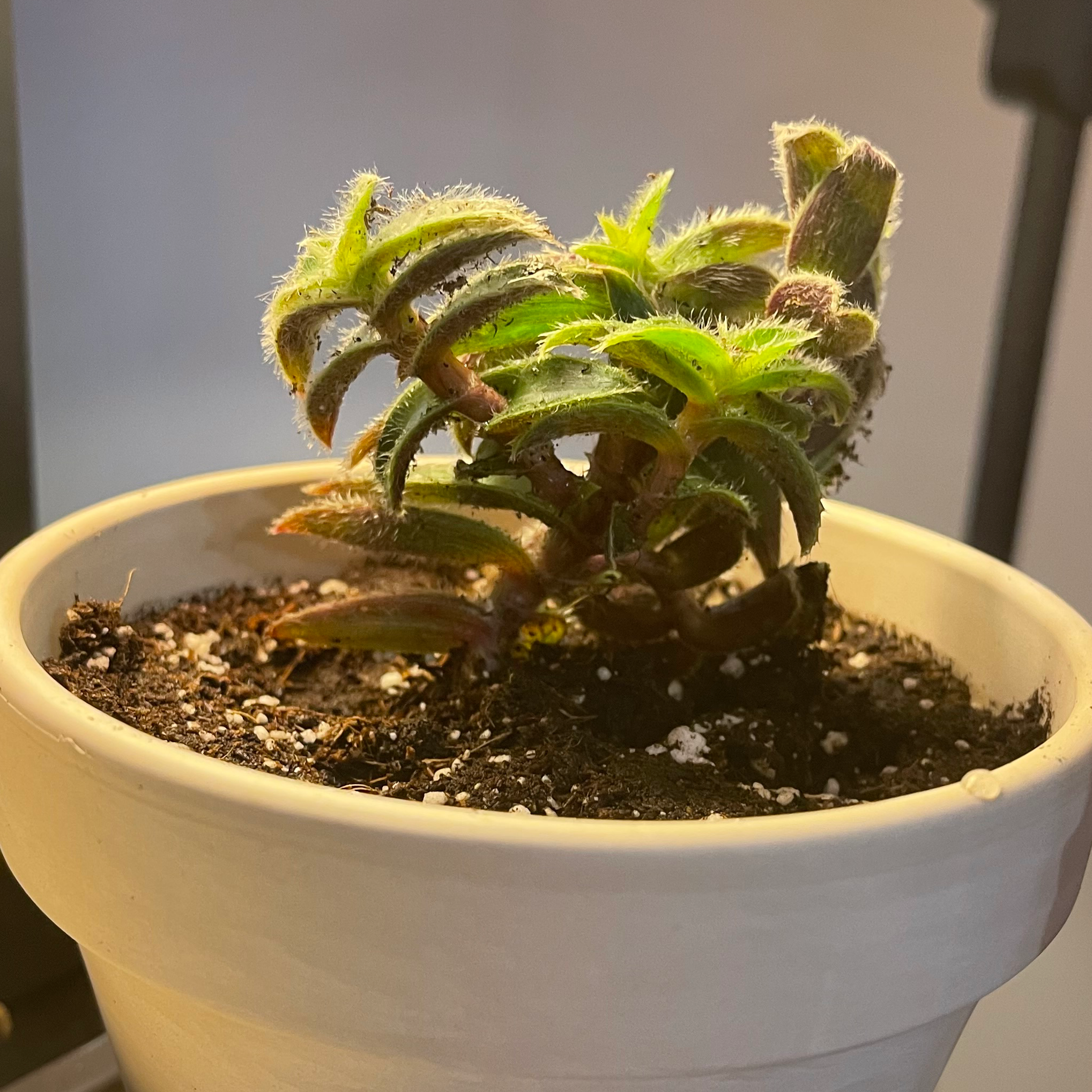 Potted Kitten Ears plant with fuzzy green leaves in a white pot.