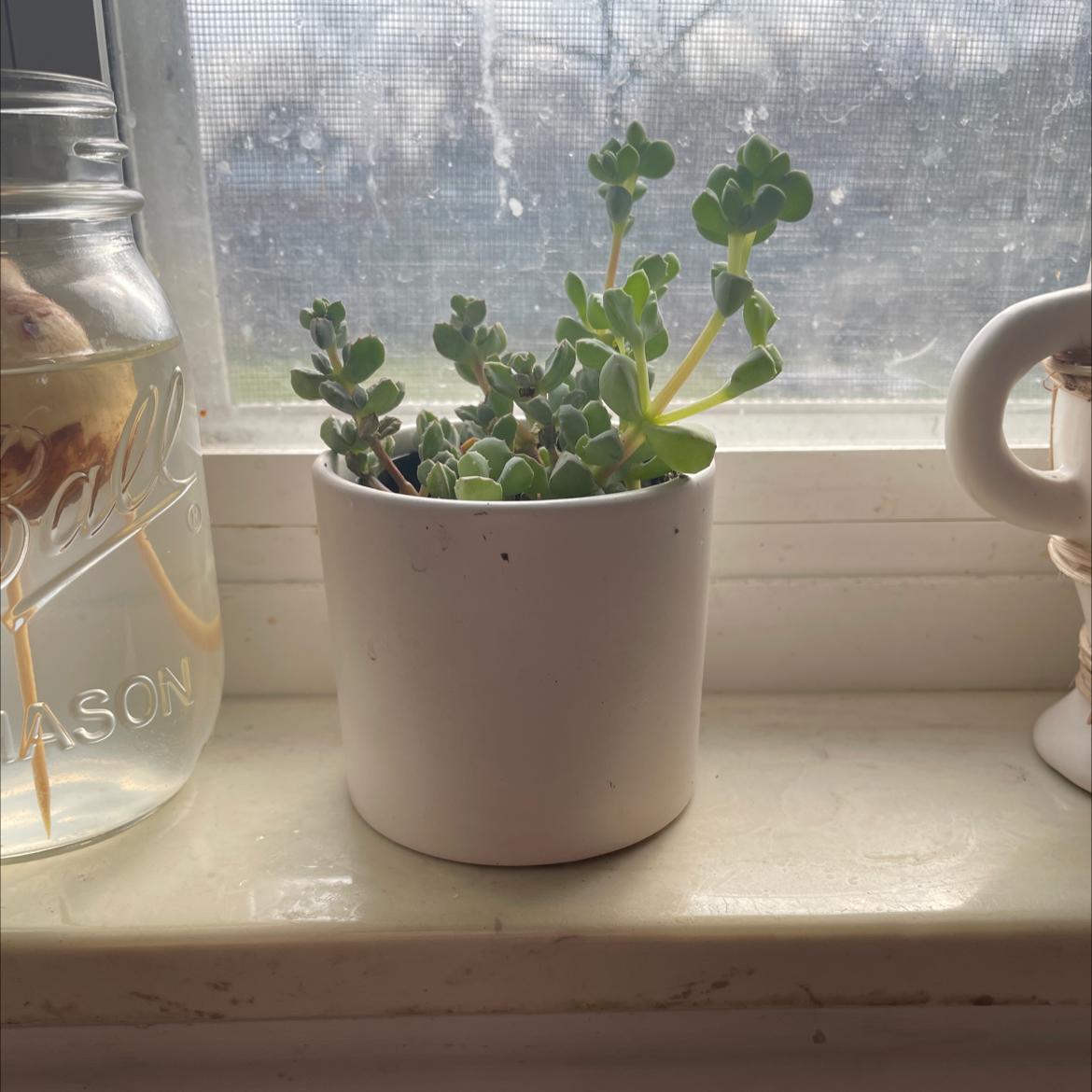 Beads Lampranthus succulent in a white pot on a windowsill.