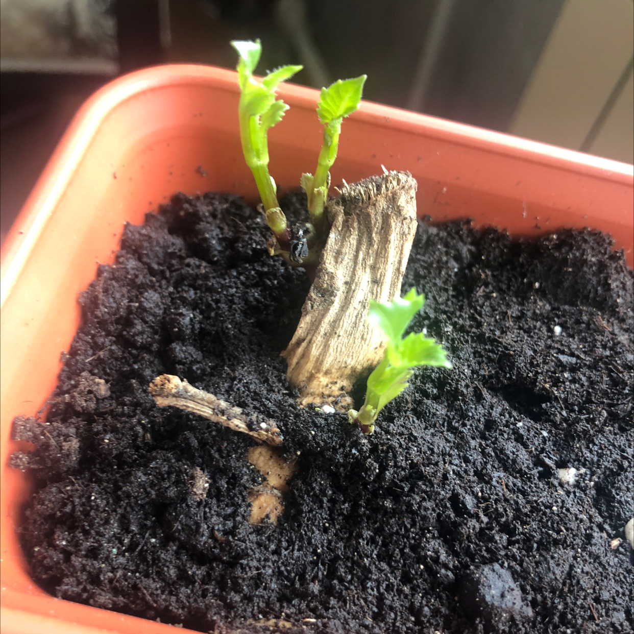 Young Garden Dahlia plant with new green shoots in a pot with fresh soil.