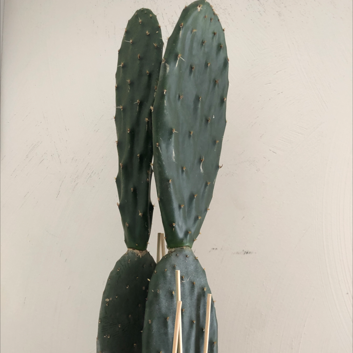 Drooping Prickly Pear cactus with elongated, flat pads, appears healthy.