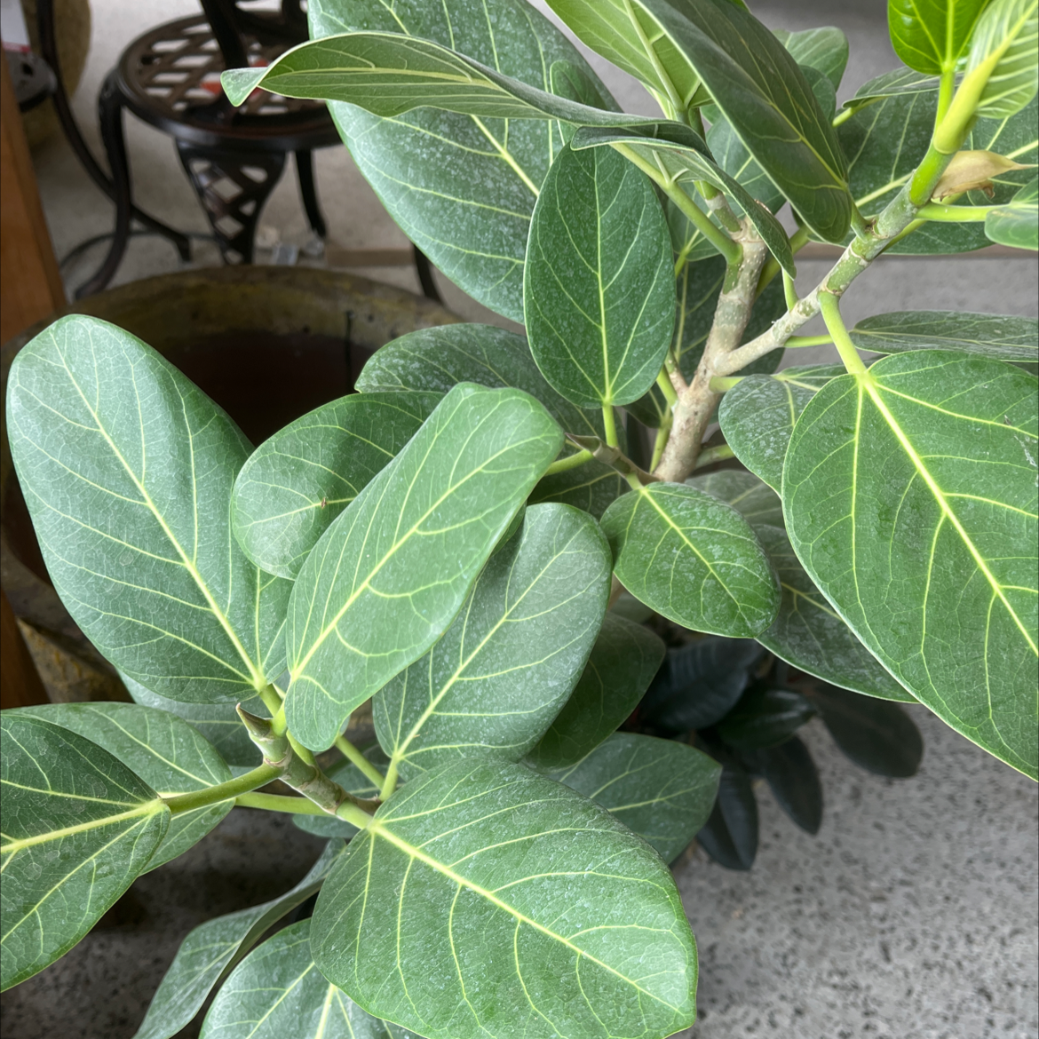 Photo of the plant species Audrey Ficus by @Lstrom named Miley on Greg, the plant care app