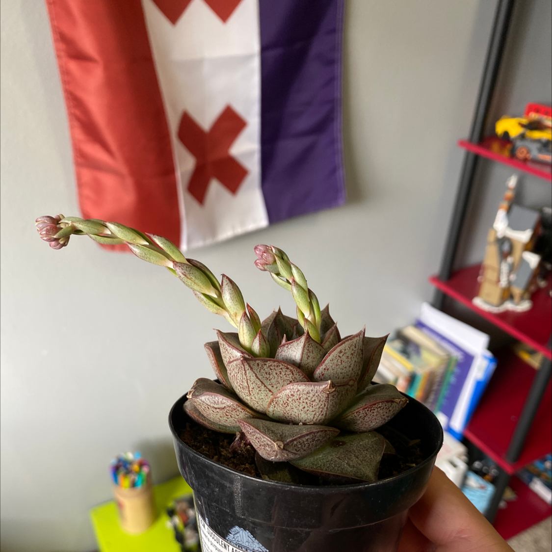 Echeveria 'Dionysos' succulent in a black pot, held by a hand, with visible soil.