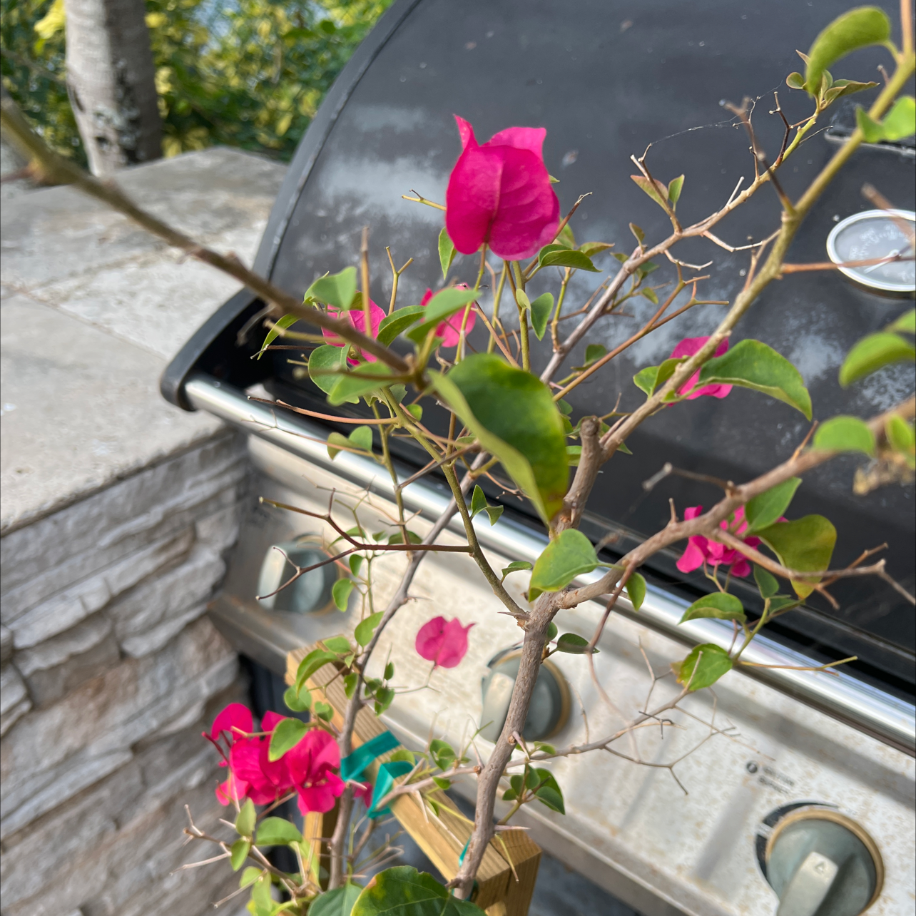 Lesser Bougainvillea plant with pink flowers near a grill and stone wall.