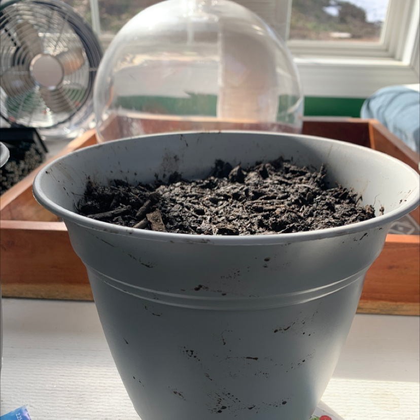 Potted plant with soil but no visible growth, indoors with a fan in the background.