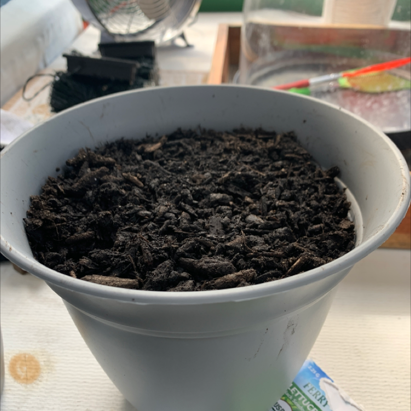 A pot filled with healthy green lettuce seedlings growing in rich dark soil, sitting on a light wood surface indoors.