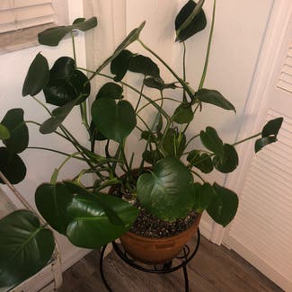 Heartleaf Philodendron plant in Naples, Florida