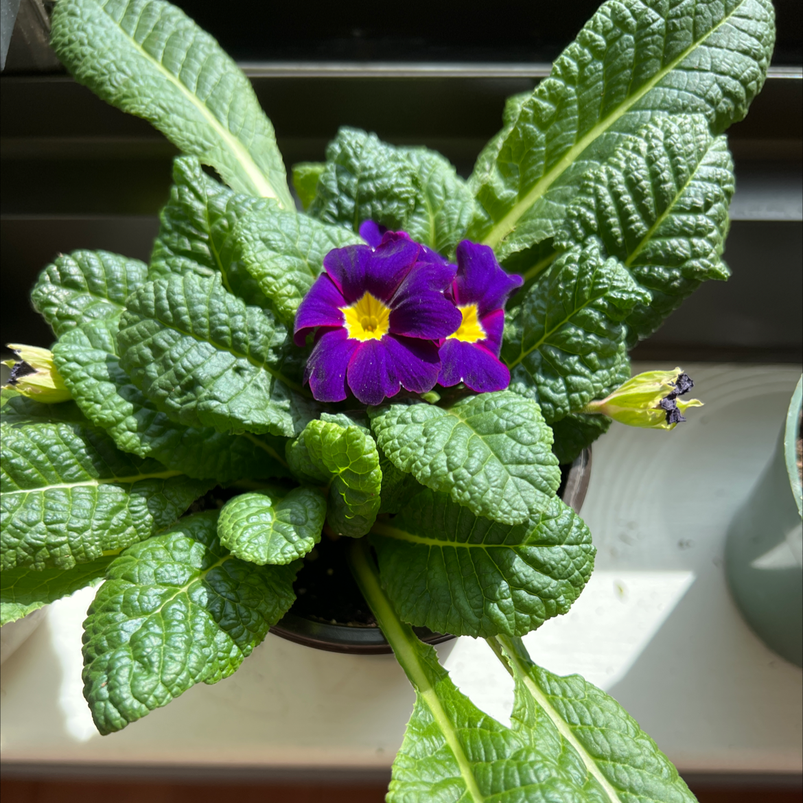 Violet