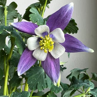 Common columbine plant in Cliffside Park, New Jersey