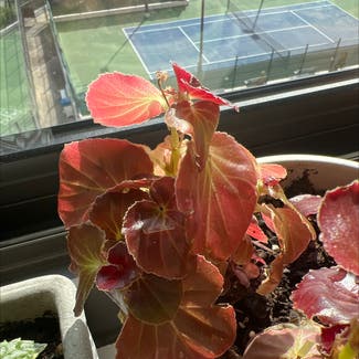 Clubed Begonia plant in Cliffside Park, New Jersey