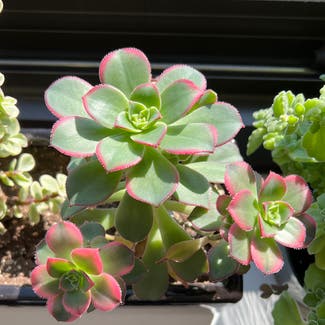 Haworth's Aeonium plant in Cliffside Park, New Jersey