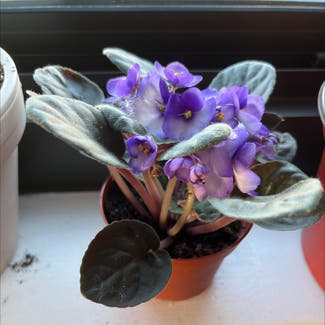 Kenyan Violet plant in Cliffside Park, New Jersey