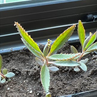 Mother of Thousands plant in Cliffside Park, New Jersey