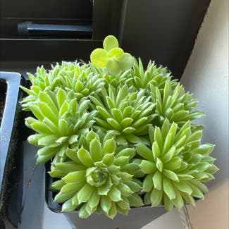 Hens and Chicks plant in Cliffside Park, New Jersey