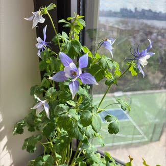 Common columbine plant in Cliffside Park, New Jersey