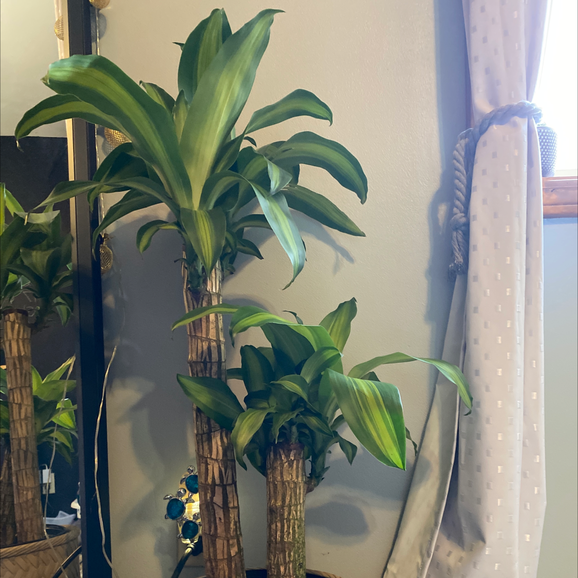 Dracaena Massangeana plant with multiple stalks and healthy green leaves indoors near a window.