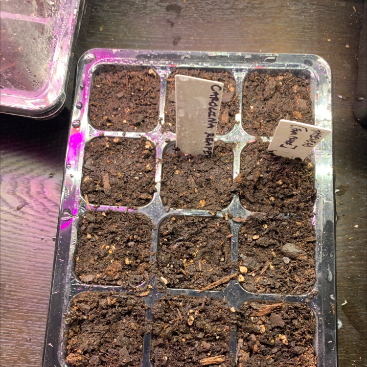 Seed tray with soil labeled 'Carolina Reaper'.
